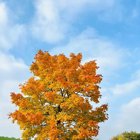 Eifel Refugium Huebsch Halenbach