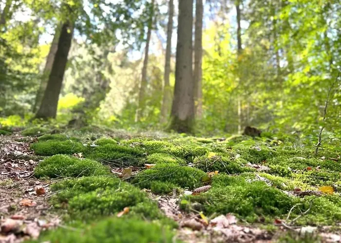 Eifel Refugium Huebsch דירה *