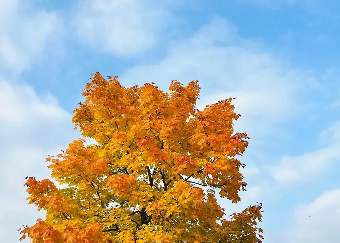 Eifel Refugium Hübsch Halenbach